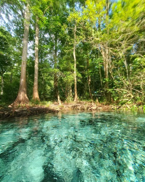A clear blue-green Florida spring surrounded by cypress trees